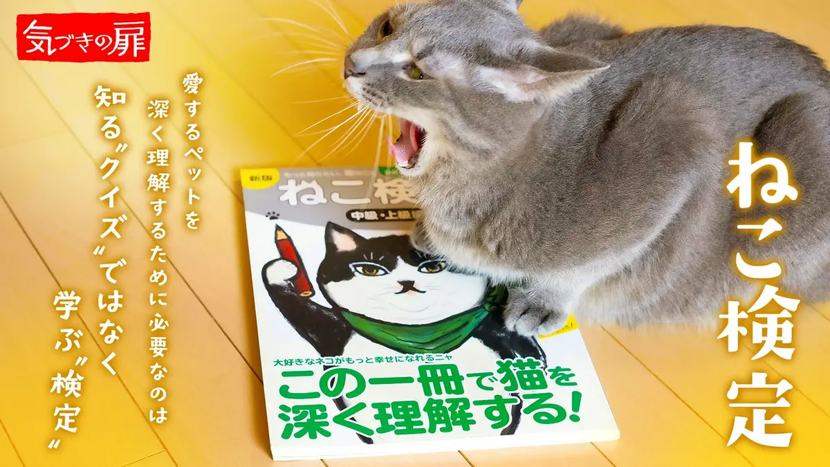 気づきの扉 6月26日(金)放送分 ねこ検定｜報道／ドキュメンタリー