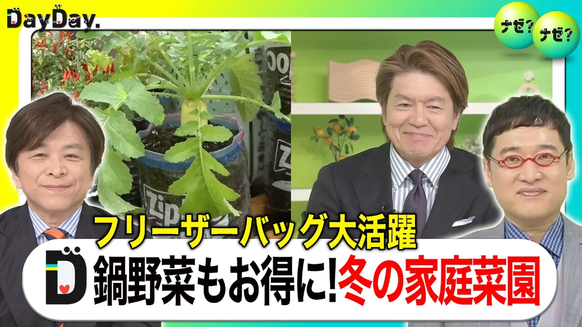 DayDay. 11月11日(火)放送分 家庭菜園を始めるなら今！お手軽で節約に 