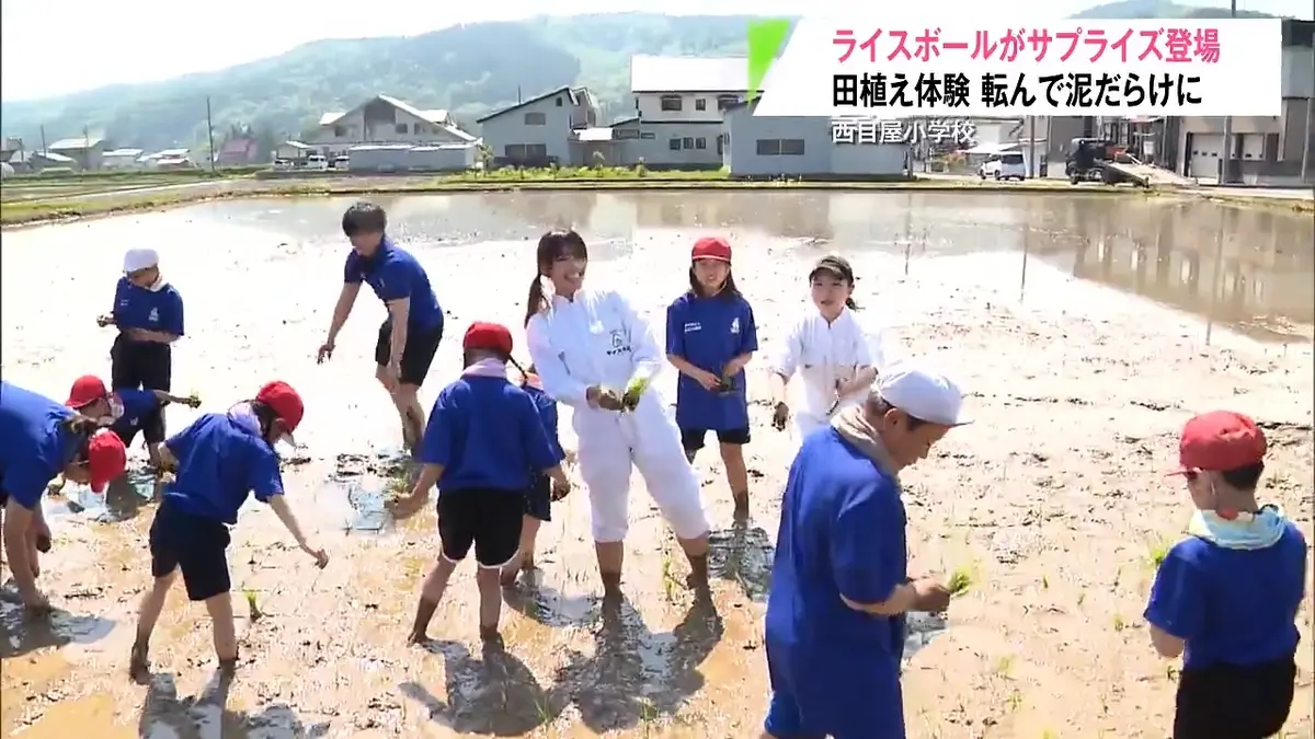 日テレNEWS NNN 5月20日(水) 17:47 西目屋小の田植え体験にライス