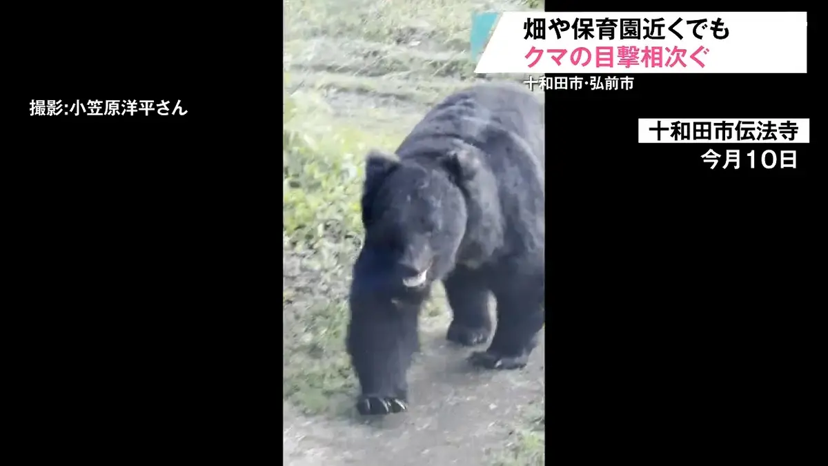 黄色いくまさん　青森岩木山採取　あけび蔓　150cm～ 20kg　2 日テレNEWS NNN 6月16日(火) 19:58 『巨大クマ』が目の前に接近