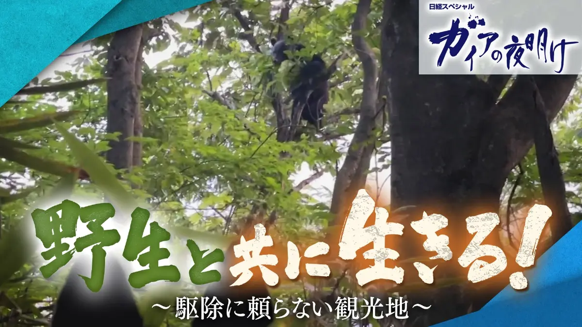 ガイアの夜明け 1月23日(金)放送分 野生と共に生きる！～駆除に頼らない観光地～｜報道／ドキュメンタリー｜見逃し無料配信はTVer！人気の動画見放題