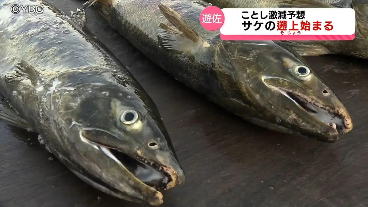 日テレNEWS NNN 10月9日(金) 20:13 遊佐町の川でサケの遡上始まる 近年