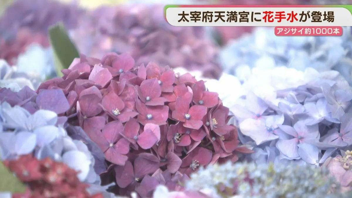 日テレNEWS NNN 6月18日(木) 16:19 アジサイが浮かぶ「花手水」太宰府