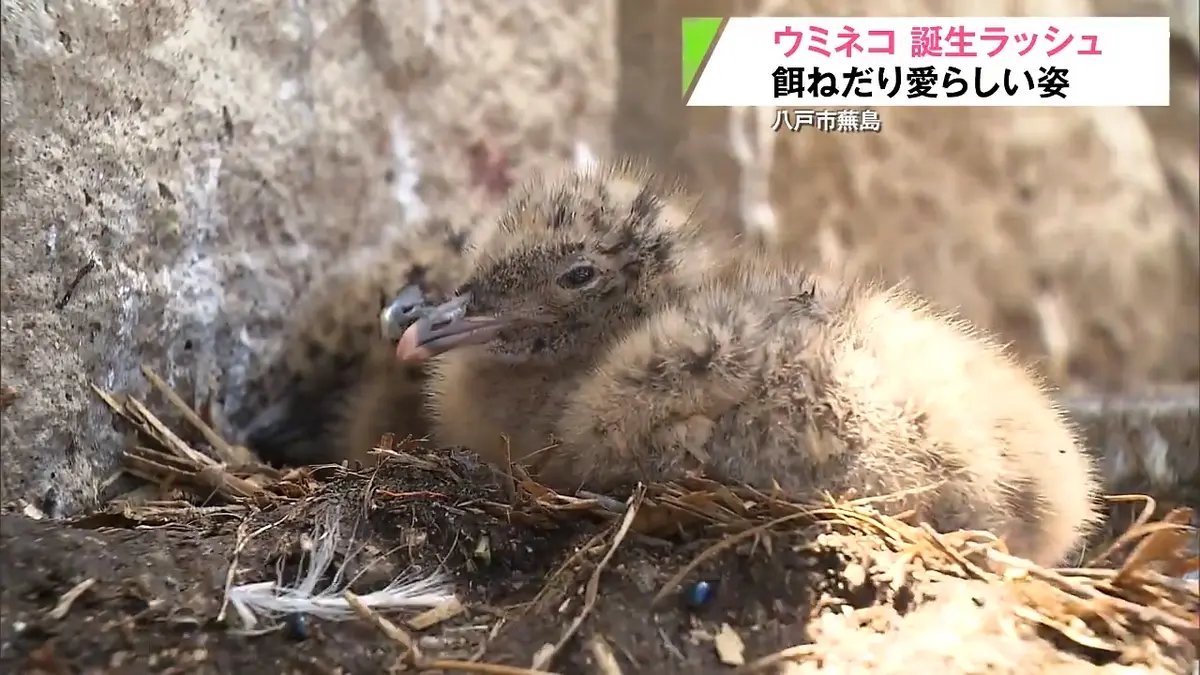 日テレNEWS NNN 6月4日(木) 16:41 八戸市・蕪島でウミネコの誕生