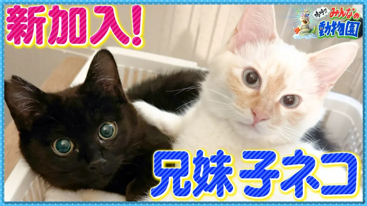 嗚呼!!みんなの動物園 4月4日(土)放送分 サンシャイン池崎新シリーズ
