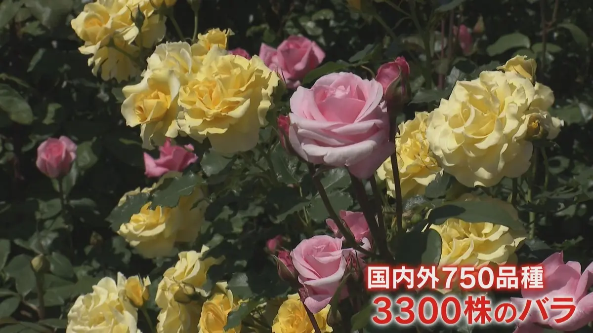 世界の伝記　バラ売り可 日テレNEWS NNN 5月16日(土) 11:59 「幸せな空間」国内外の750品種