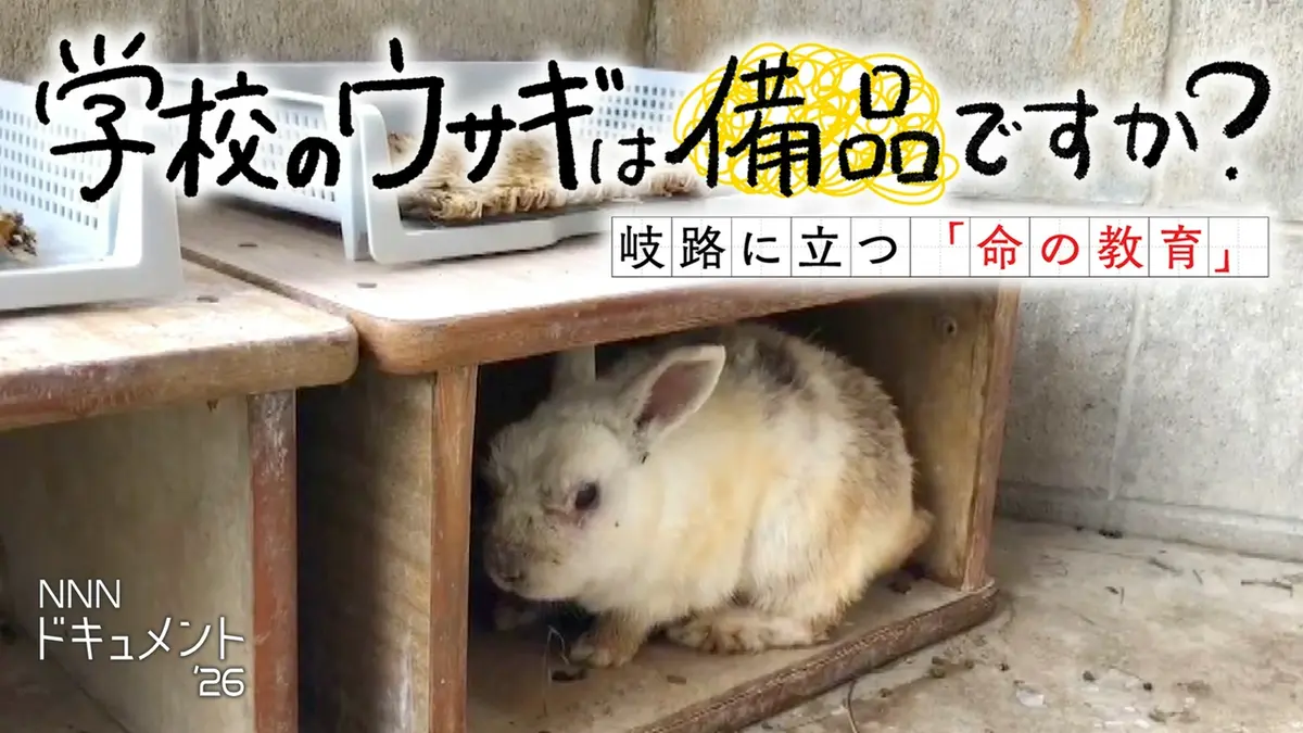 NNNドキュメント 7月12日(日)放送分 学校のウサギは備品ですか？～岐路
