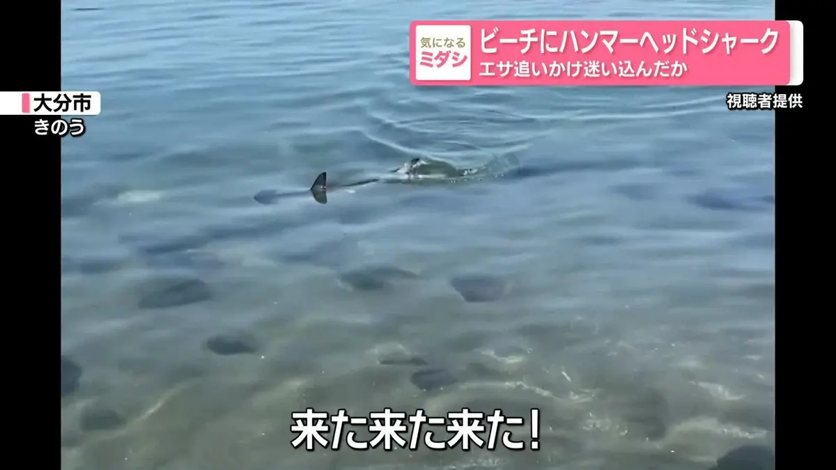 海砂利水魚出演「われら地球県民」熊本県環境基本計画ビデオ 日テレNEWS NNN 5月19日(火) 19:06 ビーチにハンマーヘッドシャーク