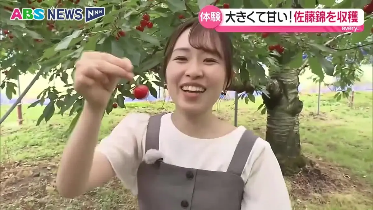 日テレNEWS NNN 6月19日(金) 18:37 横手市十文字町でサクランボの収穫