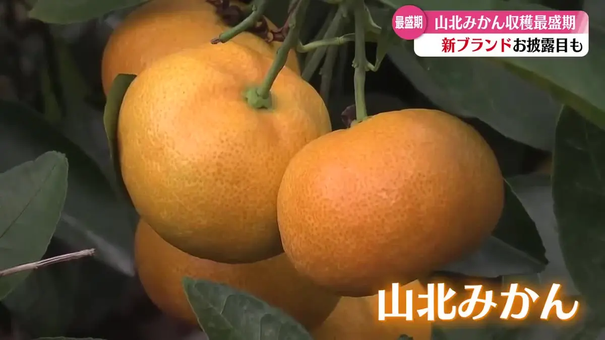 日テレNEWS NNN 6月24日(水) 18:40 山北みかんの収穫が最盛期 新