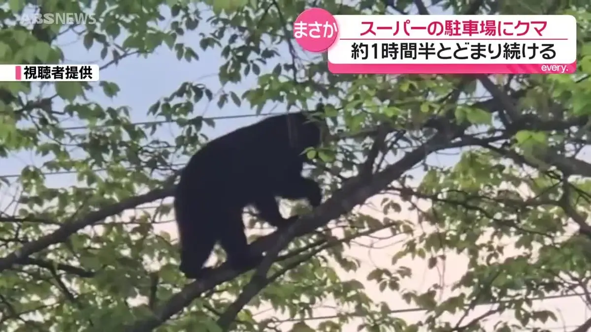 日テレNEWS NNN 5月8日(金) 18:28 大仙市のスーパー駐車場にクマ 細い