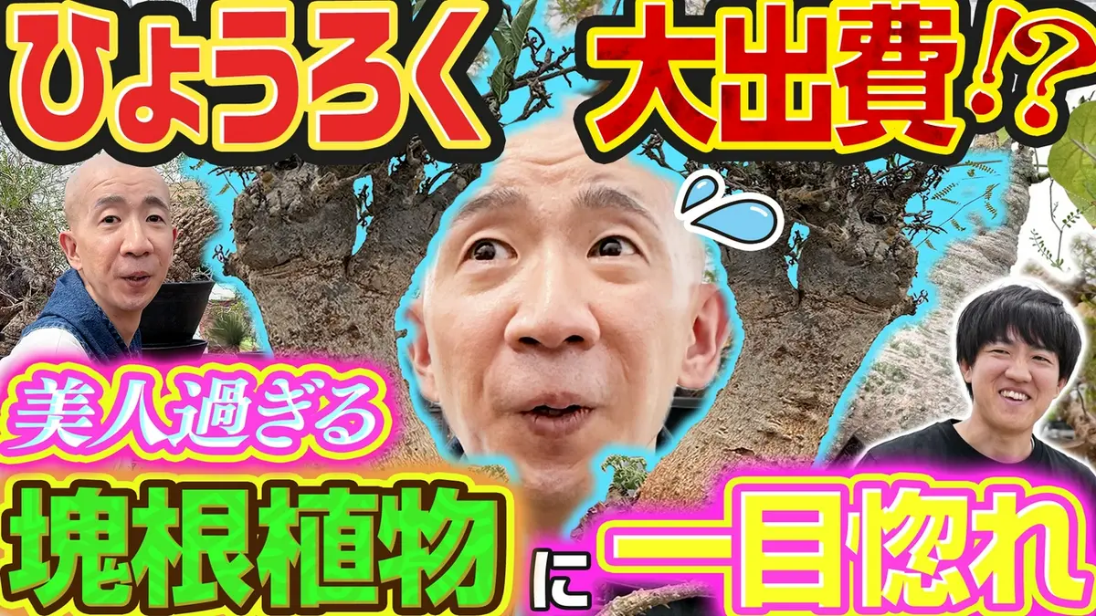 変態植物倶楽部 8月14日(金)放送分 超巨大パキプス！樹齢300年の神秘