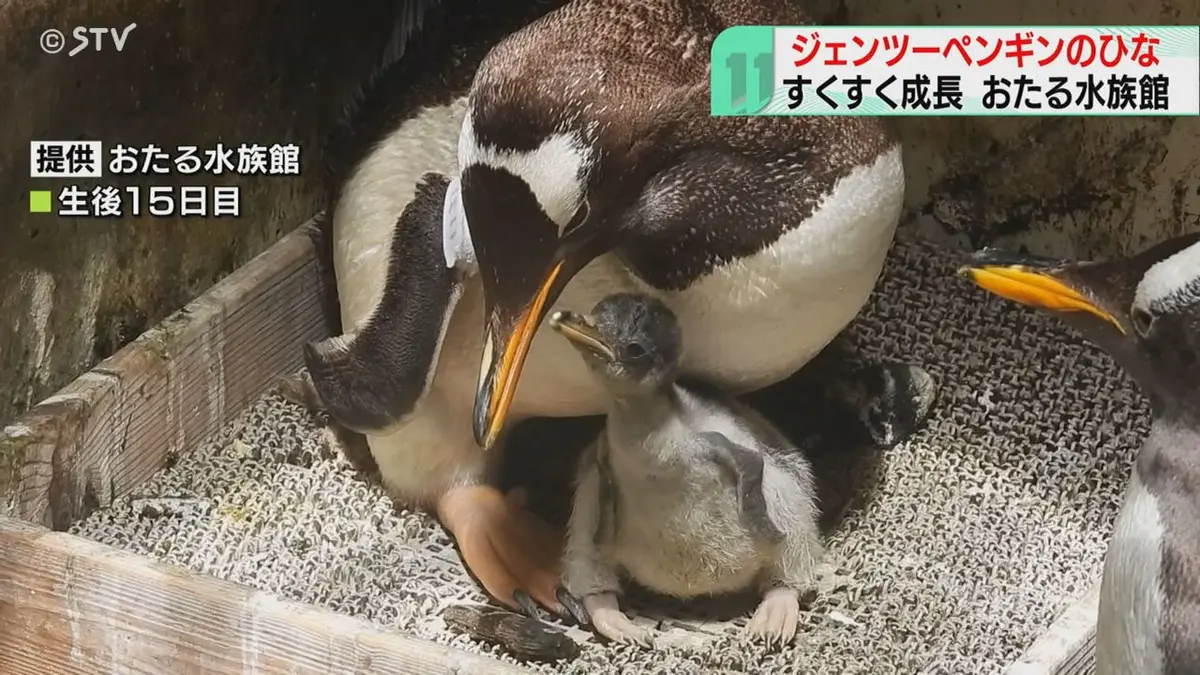 日テレNEWS NNN 7月9日(木) 12:06 ふ化した日の体重85グラム
