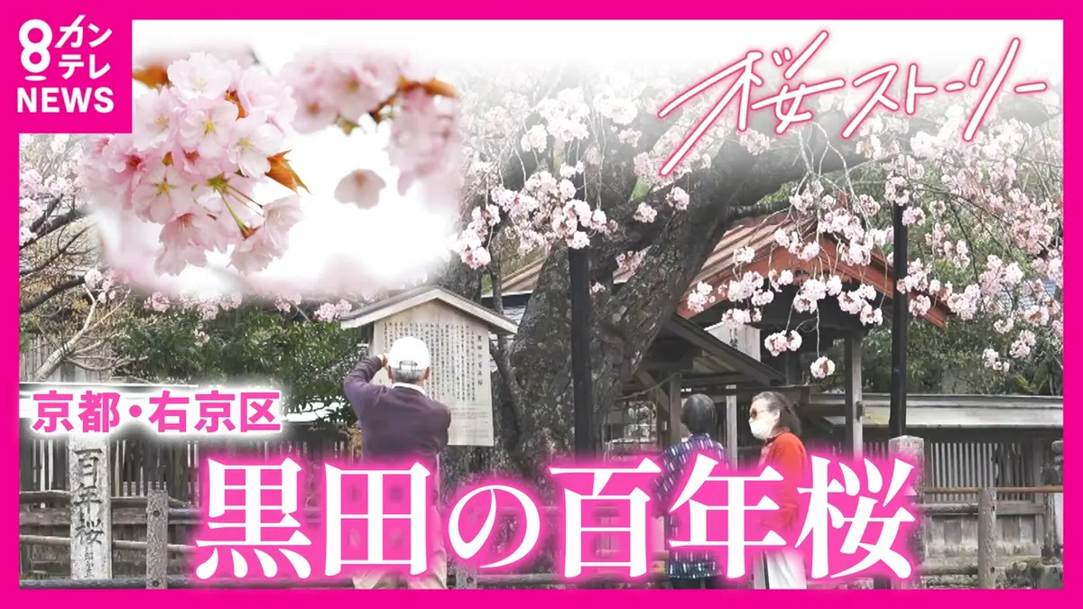 newsランナー 4月21日(火)放送分 樹齢150年以上…突然変異の中で生まれ