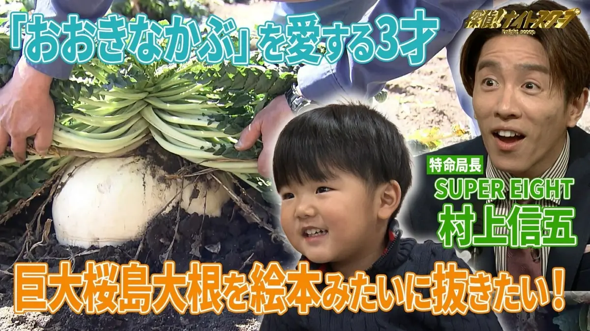 探偵！ナイトスクープ 3月27日(金)放送分 「大きなかぶ」みたいな桜島