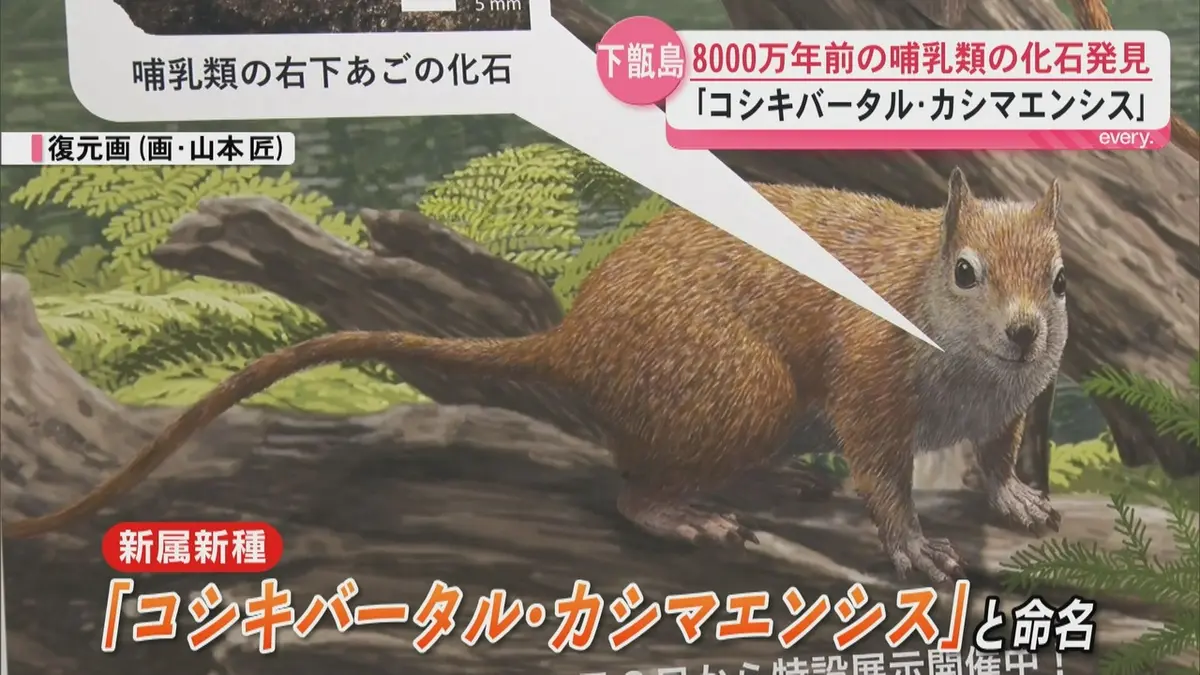 日テレNEWS NNN 6月5日(金) 19:38 新属新種の哺乳類 下甑島約8000万年
