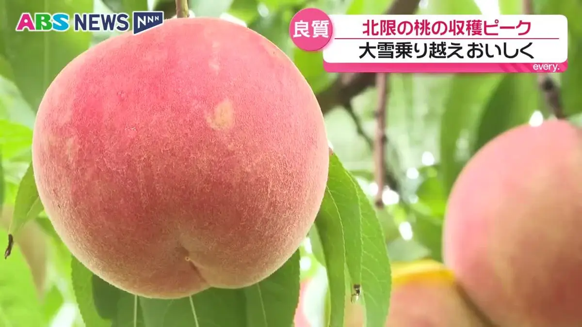日テレNEWS NNN 9月3日(木) 18:35 例年より大きく甘くおいしいモモに