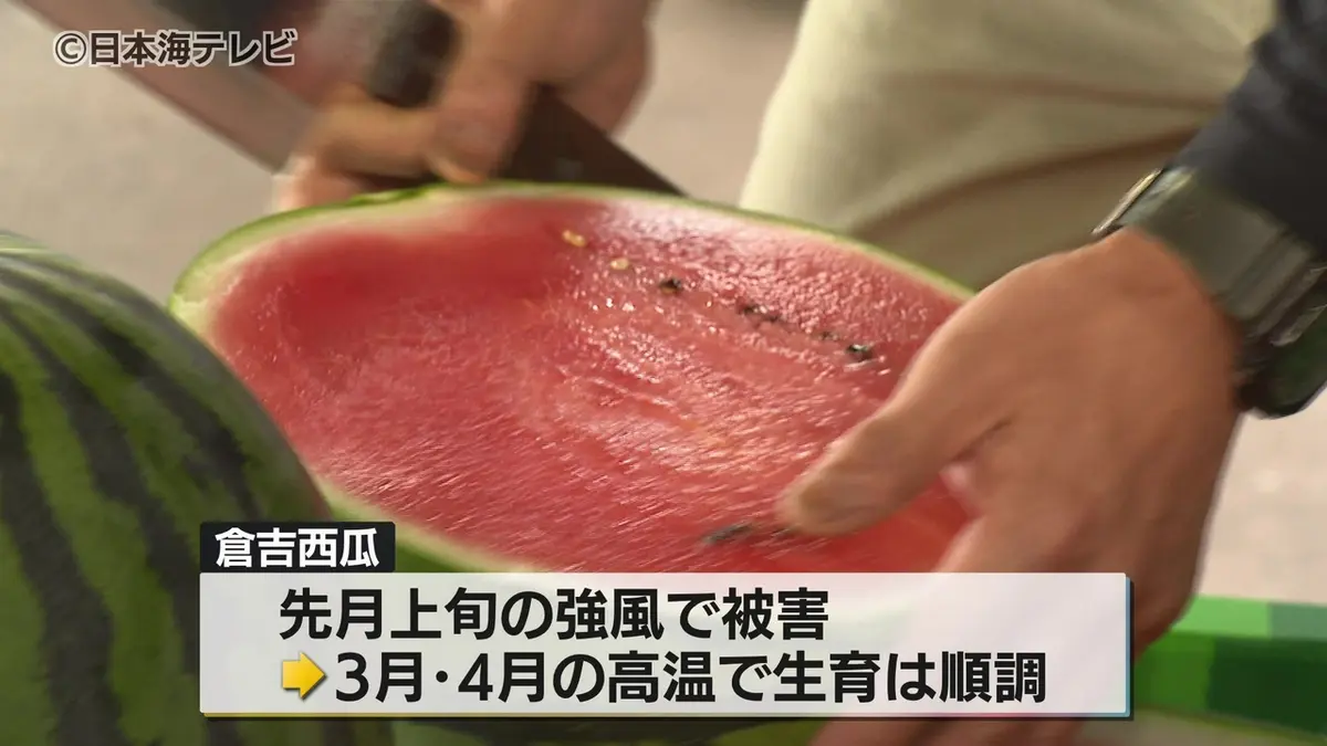 日テレNEWS NNN 5月27日(水) 12:17 倉吉市の特産「倉吉西瓜」の査定会