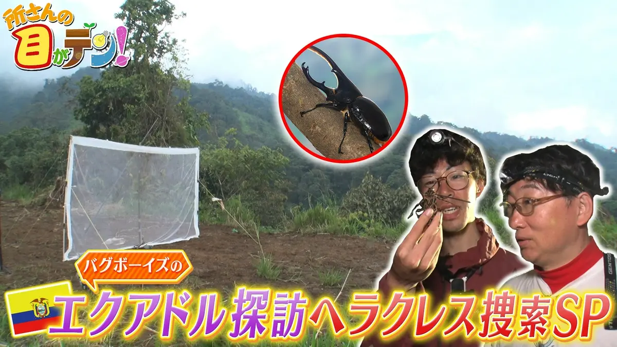 所さんの目がテン！ 5月31日(日)放送分 ヘラクレスオオカブトをバグ