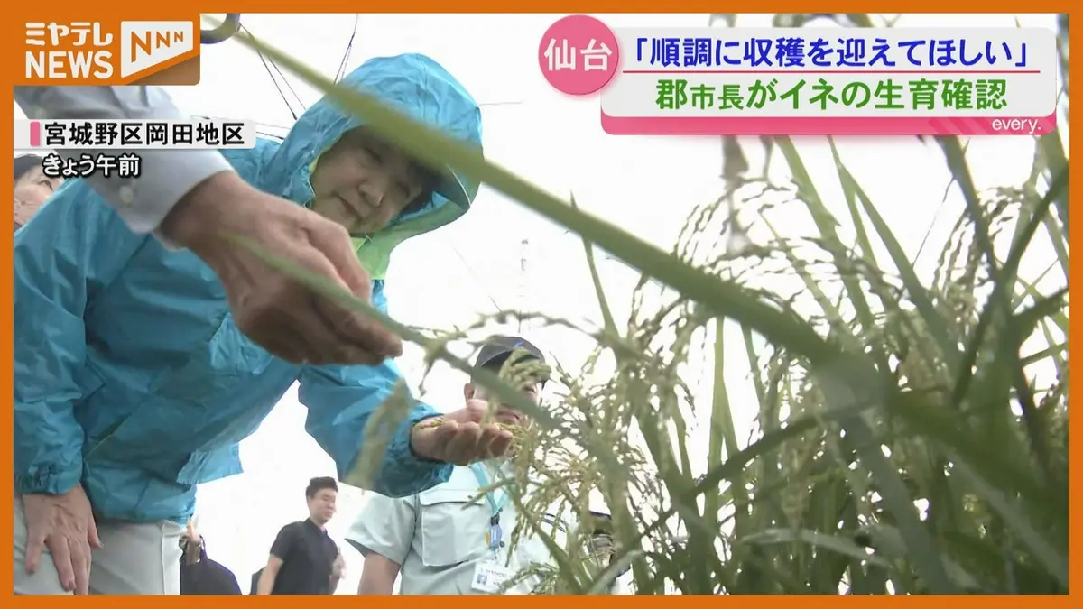 Y1454『番丁詳伝』仙台市一番町誕生から今日まで 日テレNEWS NNN 9月3日(木) 18:25 「順調にこのまま収穫を」 郡市長が