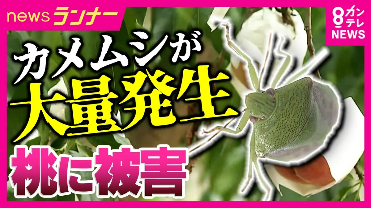 newsランナー 6月18日(木)放送分 「カメムシが一晩でバケツが満タンに