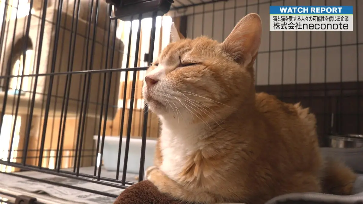 埼玉ビジネスウオッチ 6月27日(土)放送分 ビジネスの力で保護猫団体の
