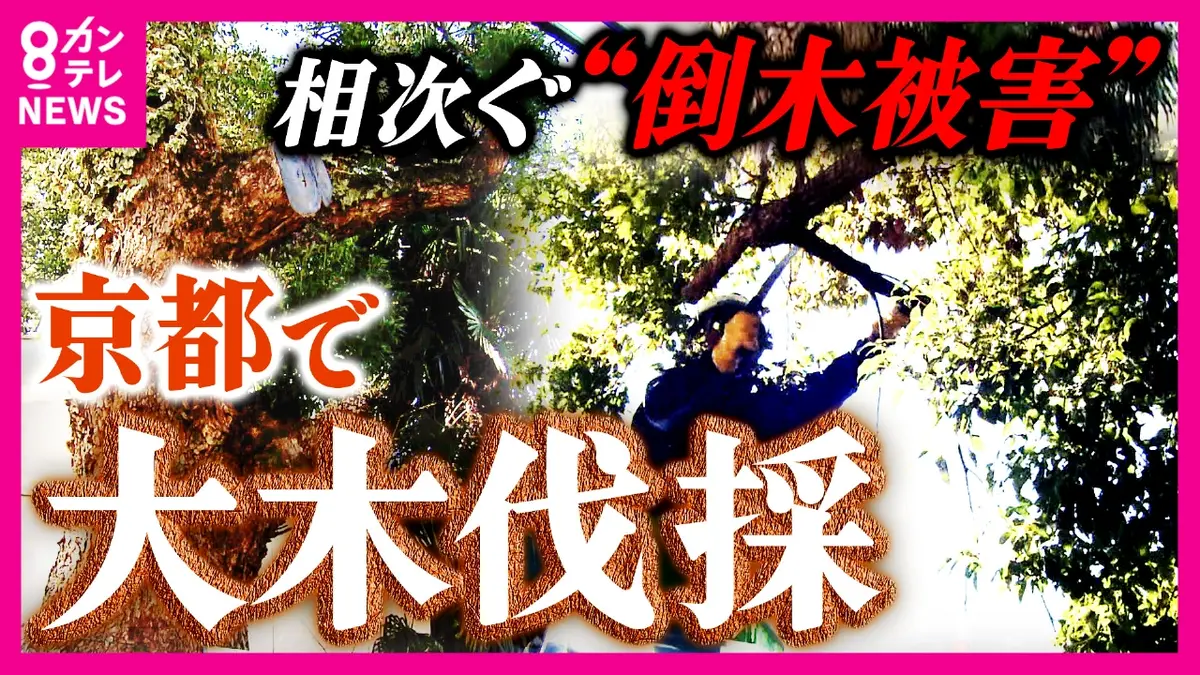 newsランナー 1月21日(水)放送分 「切らないでほしい」vs「屋根がダメになる」住民意見は二分 全国で相次ぐ“倒木被害”  老木との共存に悩む京都｜報道／ドキュメンタリー｜見逃し無料配信はTVer！人気の動画見放題