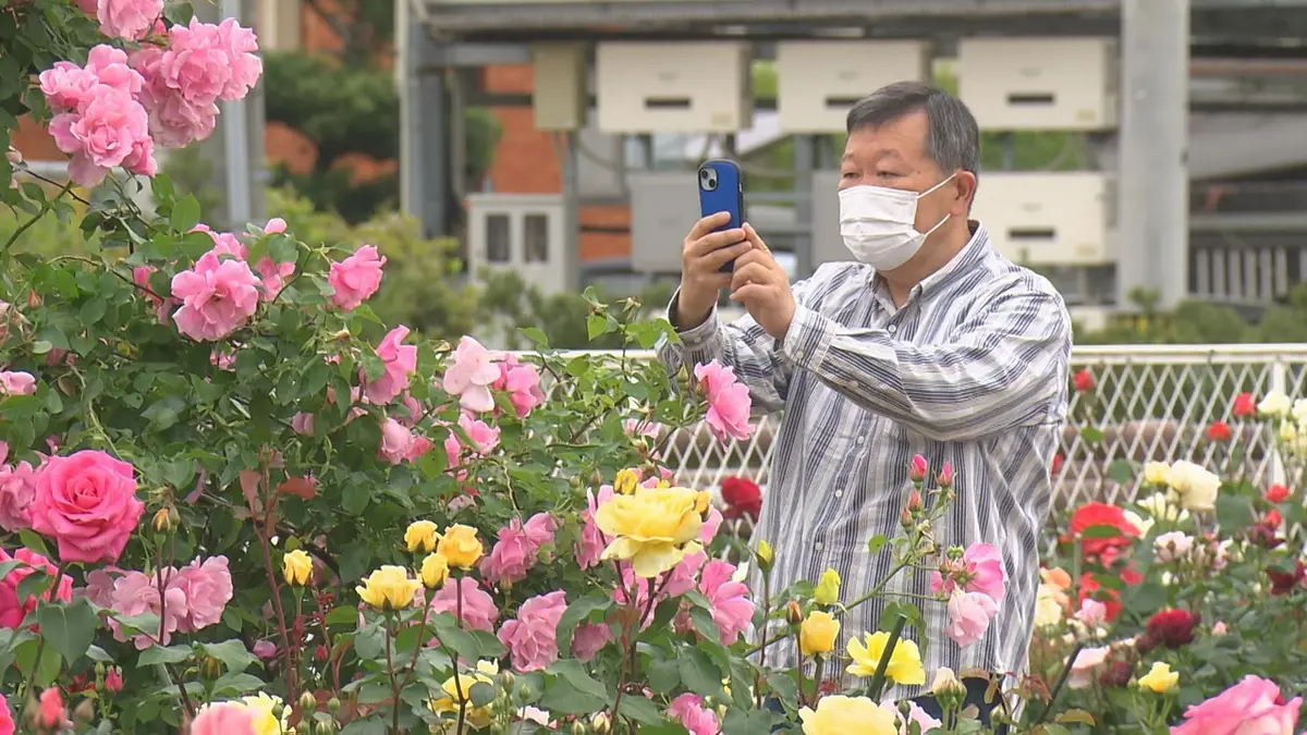 日テレNEWS NNN 5月6日(水) 16:44 甘い香りに誘われて 藍住町のバラ園
