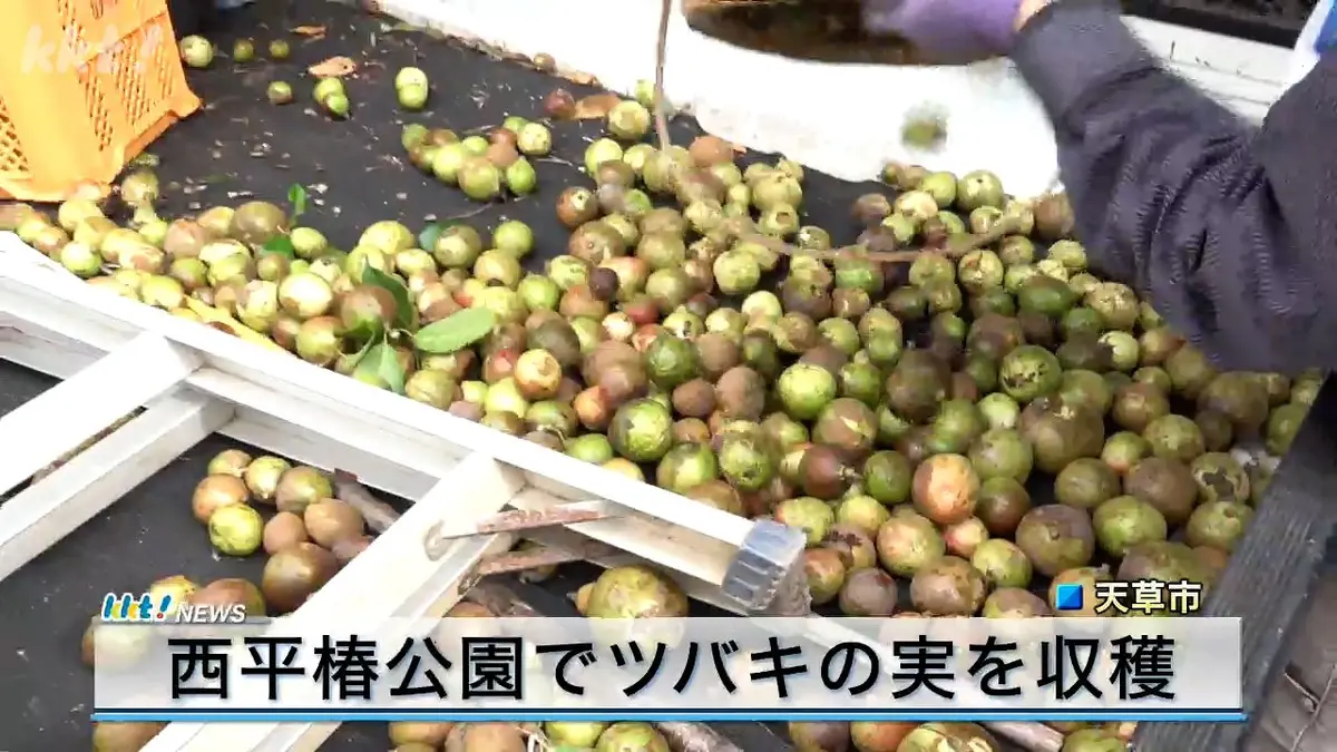 日テレNEWS NNN 9月20日(日) 18:00 熊本・天草市でツバキの実を収穫