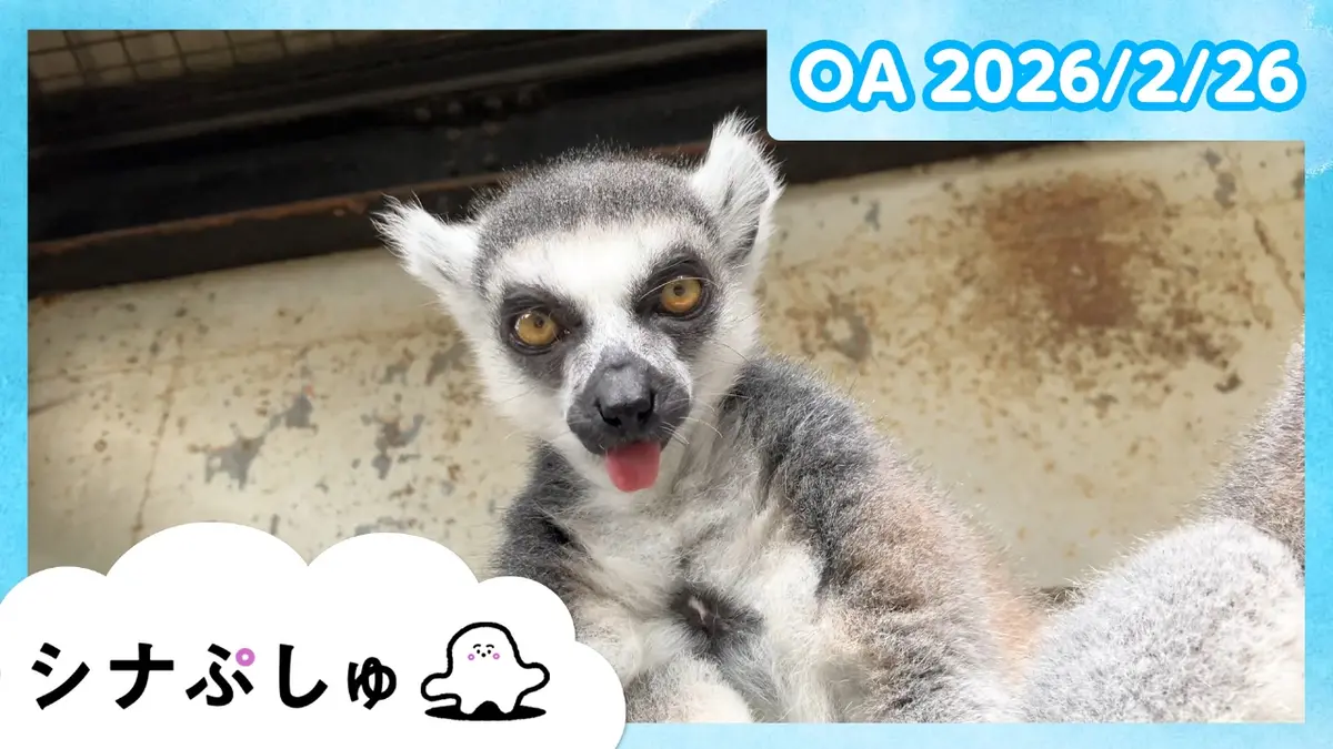 シナぷしゅ 2月26日(木)放送分 シナぷしゅ公式26/02/26｜バラエティ