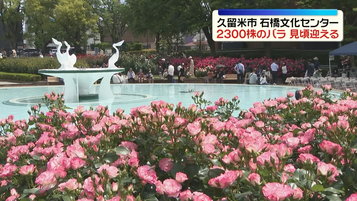 日テレNEWS NNN 5月6日(水) 12:08 バラフェア 500品種・2300株が見頃