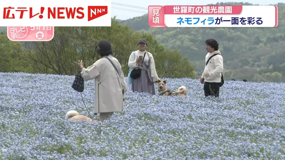 日テレNEWS NNN 5月1日(金) 19:32 観光農園でネモフィラが見頃 広島
