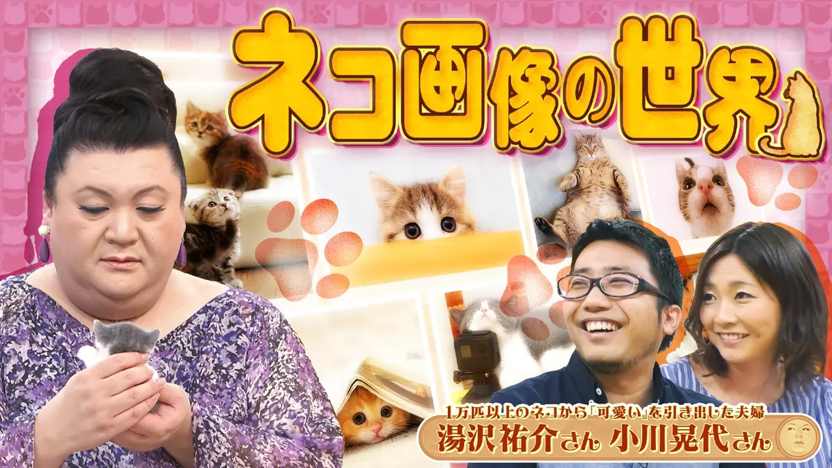 マツコの知らない世界 2月24日(火)放送分 後半「ネコ画像の世界