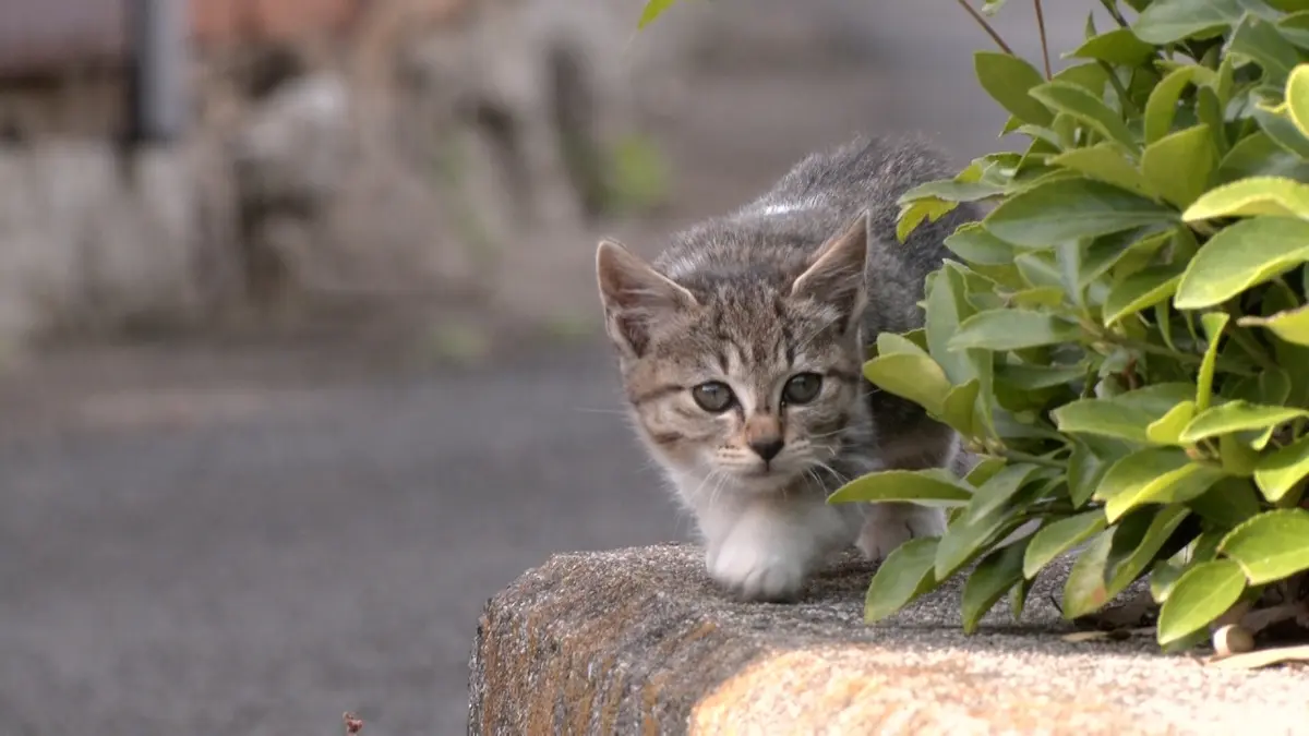 ねこ@プロフ読んでください Kizineko-sama | ネコ。 | Instagram