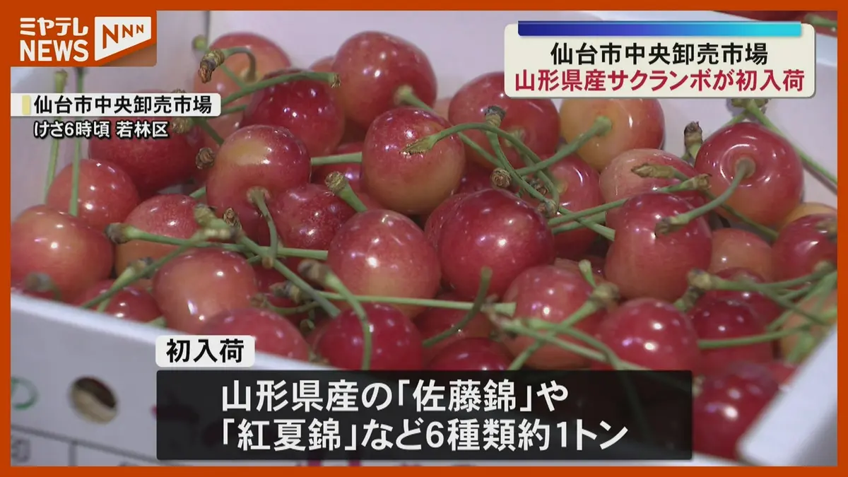 日テレNEWS NNN 6月8日(月) 12:10 「今の時期しか食べられない」旬