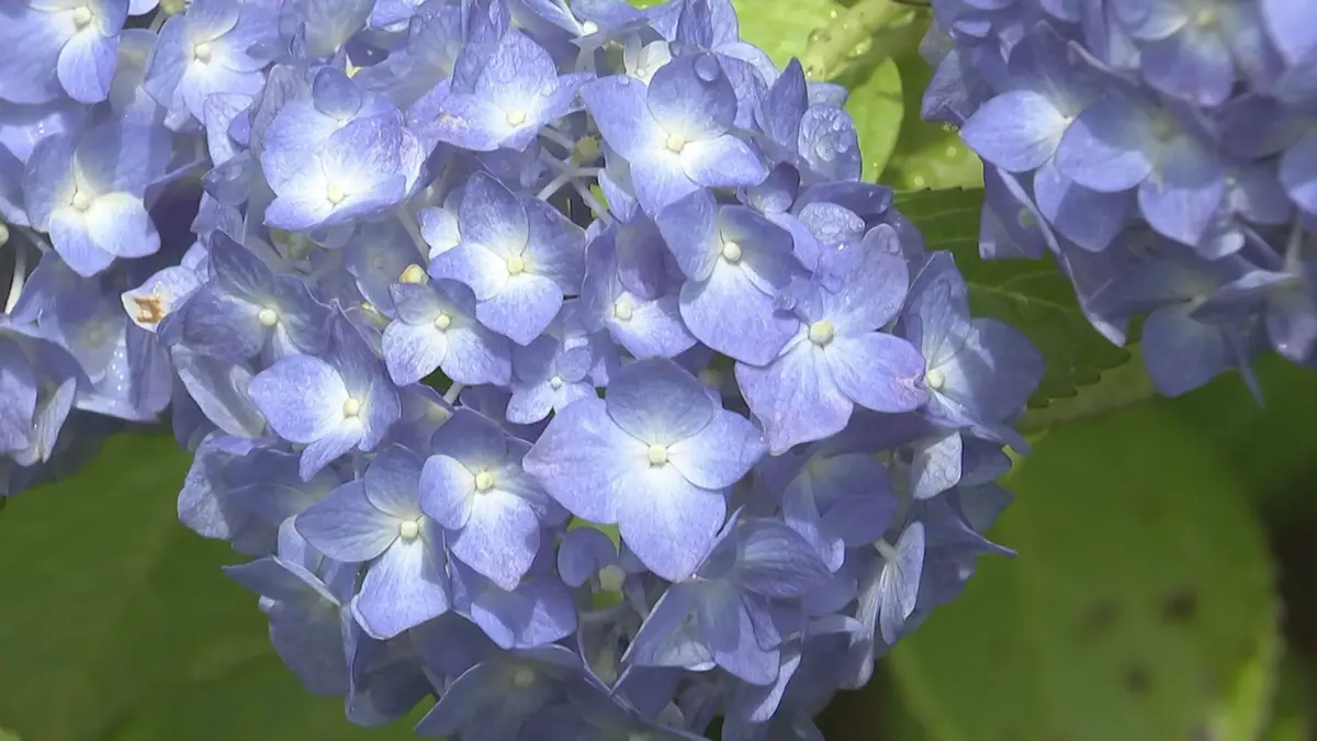 日テレNEWS NNN 6月8日(月) 18:25 梅雨の花「あじさい」咲き誇る 八面