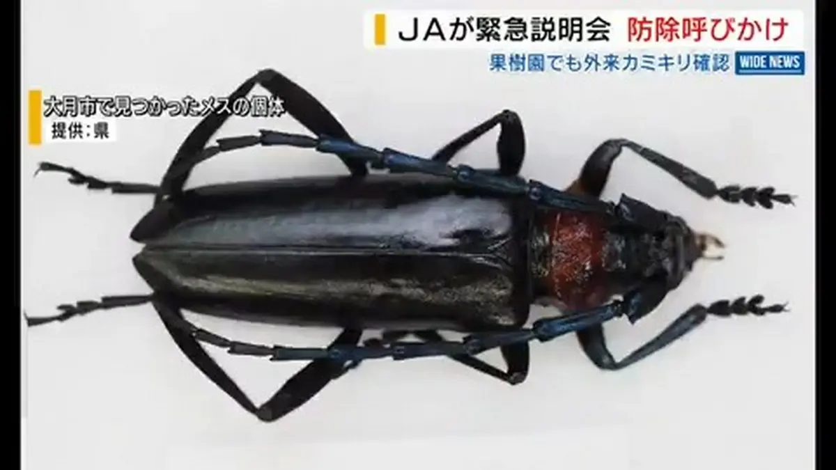 日テレNEWS NNN 7月16日(木) 21:15 「全滅が心配」モモ園などで“外来