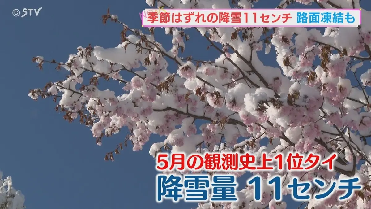 日テレNEWS NNN 5月5日(火) 8:10 GW後半 桜咲く春本番に季節外れの雪が