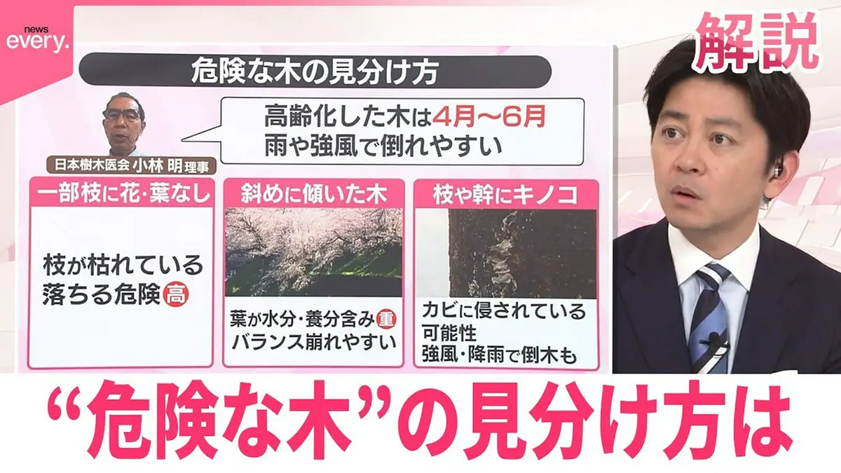 日テレNEWSセレクト 4月8日(水)放送分 【#みんなのギモン】倒木相次ぐ