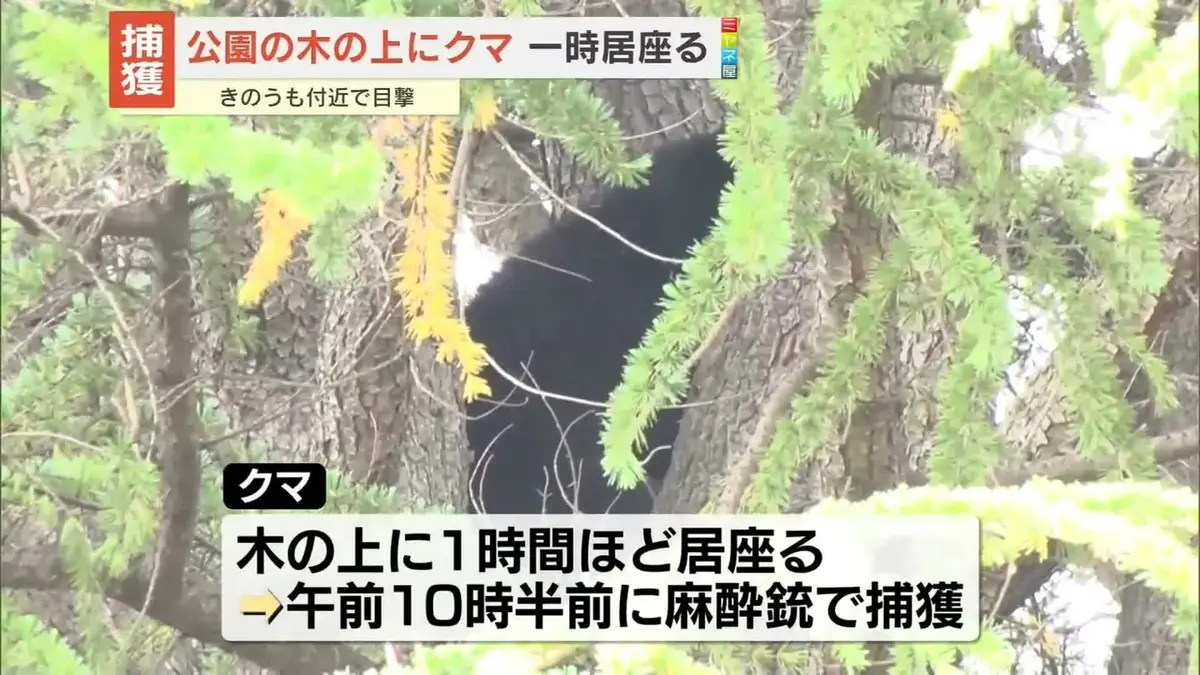 日テレNEWS NNN 5月22日(金) 15:53 公園内の木の上にクマ…一時居座るも