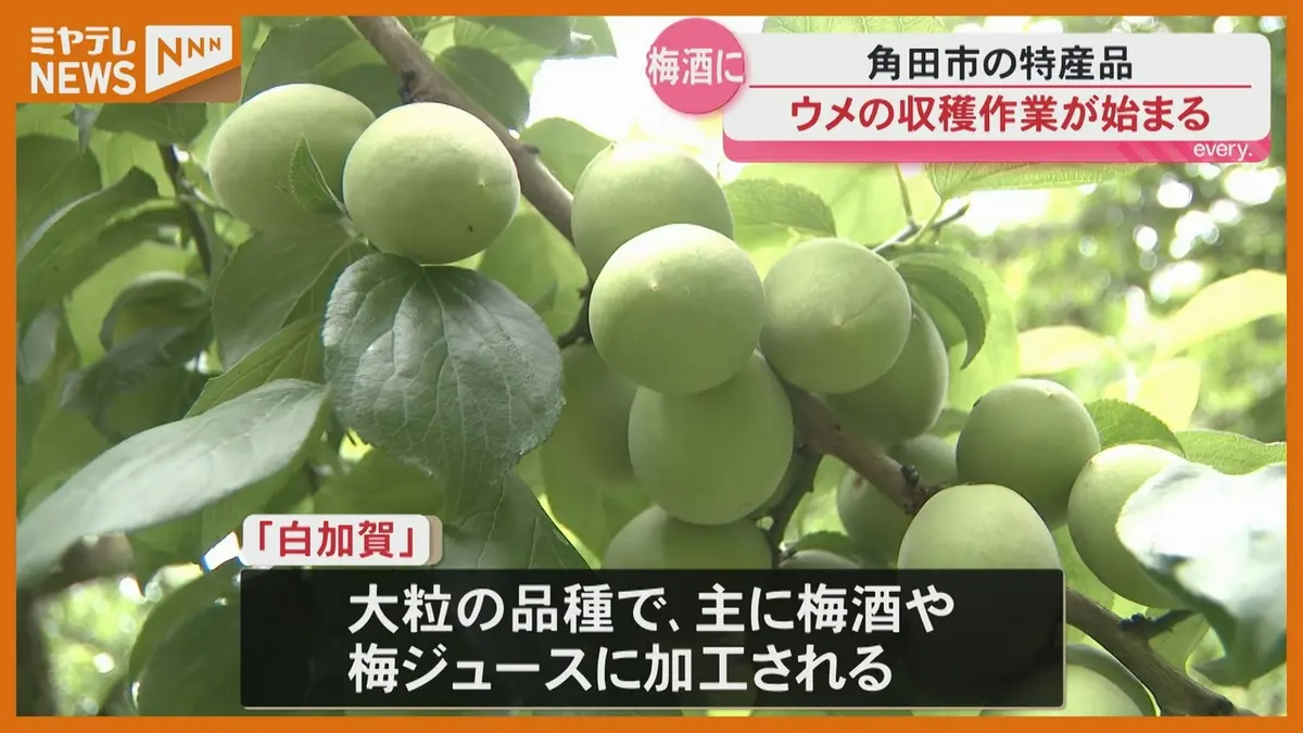 日テレNEWS NNN 6月13日(土) 5:55 「去年より実が大きくなっている