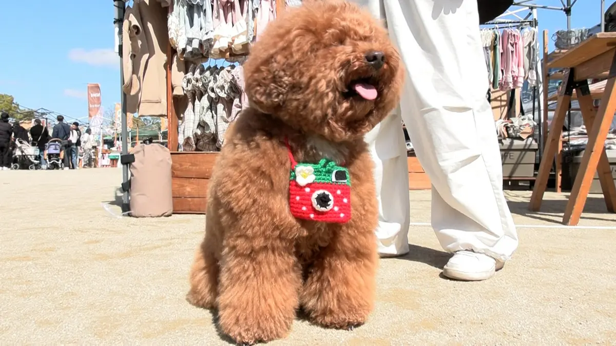 いぬじかん 5月16日(土)放送分 スピードスケート髙木姉妹を支えた