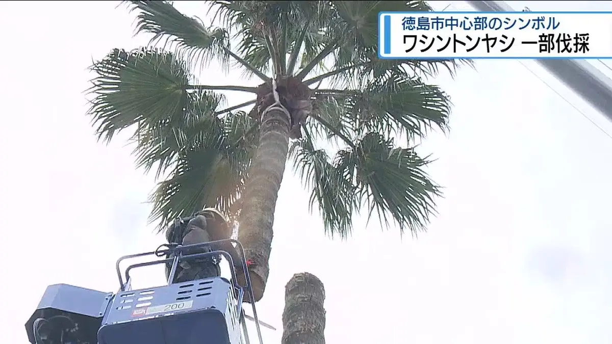 日テレNEWS NNN 9月10日(木) 18:00 徳島市中心部のシンボル ワシントン