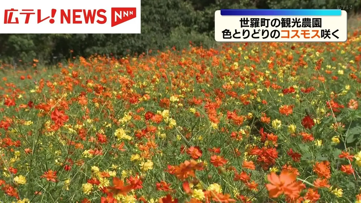 日テレNEWS NNN 9月16日(水) 12:21 色とりどりのコスモス咲く 広島