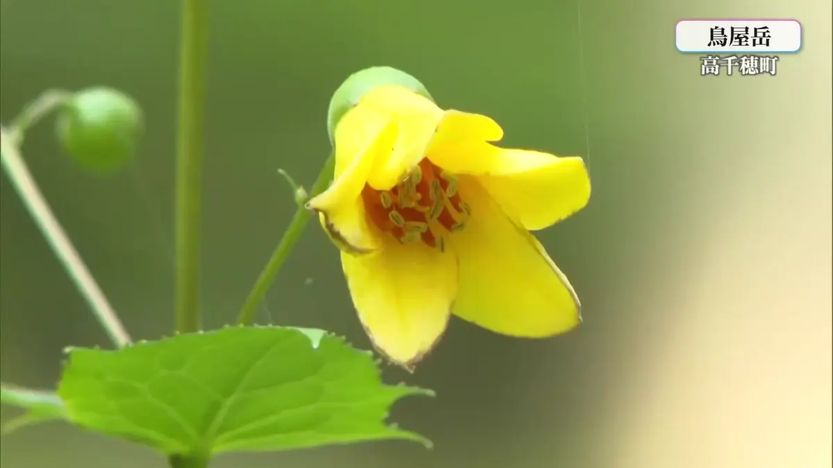 日テレNEWS NNN 7月24日(金) 21:00 絶滅危惧種「キレンゲショウマ」が