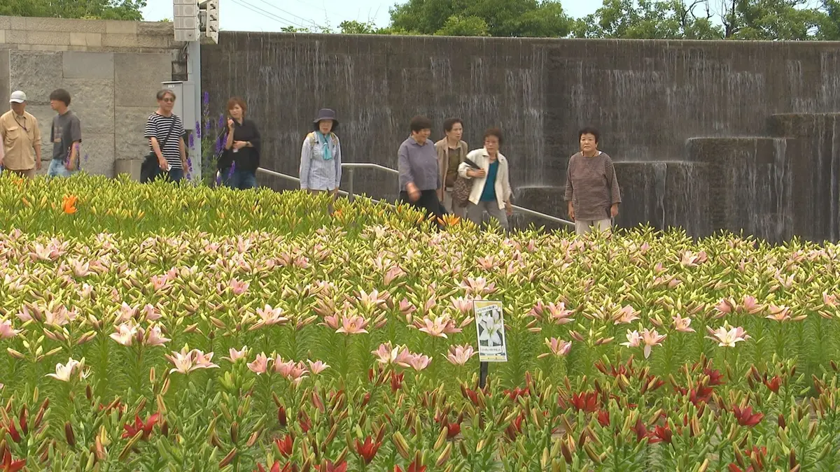 日テレNEWS NNN 6月1日(月) 19:51 色鮮やかな15万輪の花 恒例の「ゆり