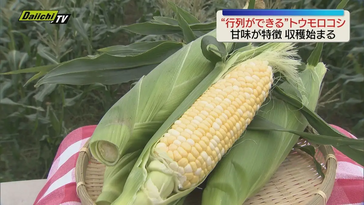 日テレNEWS NNN 5月23日(土) 12:16 “行列ができる”トウモロコシ収穫