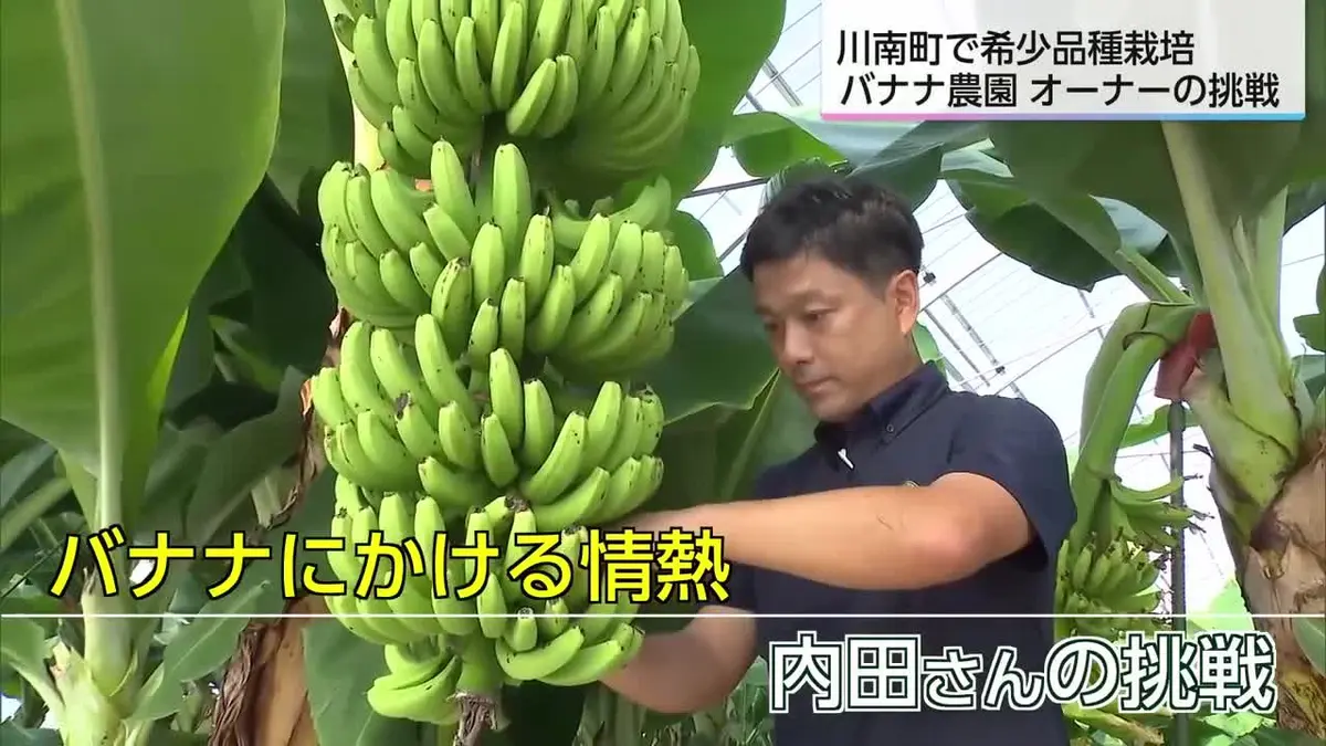 日テレNEWS NNN 9月29日(火) 19:04 国内流通のわずか0.1％の希少な品種