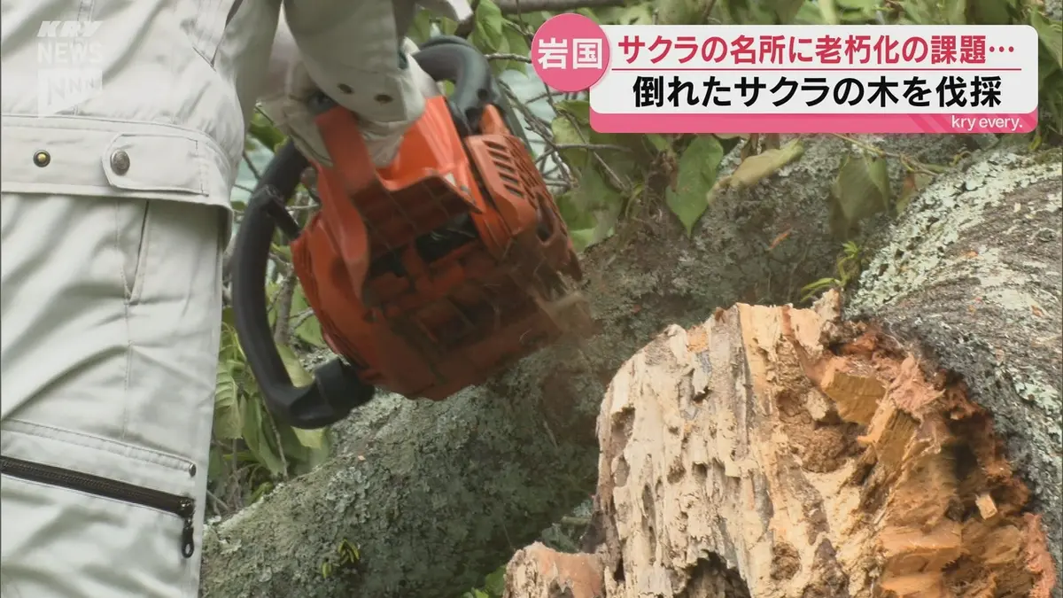 日テレNEWS NNN 5月8日(金) 19:41 【山口】サクラの名所も老木で課題に