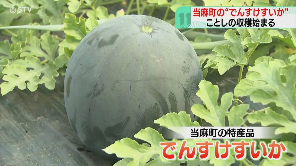 日テレNEWS NNN 6月18日(木) 11:14 “スイカの王様”の収穫開始 シャキッ